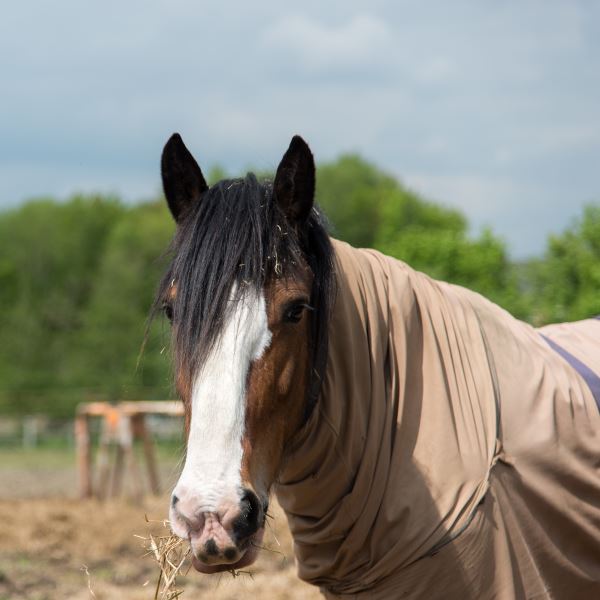 Horse_Cover